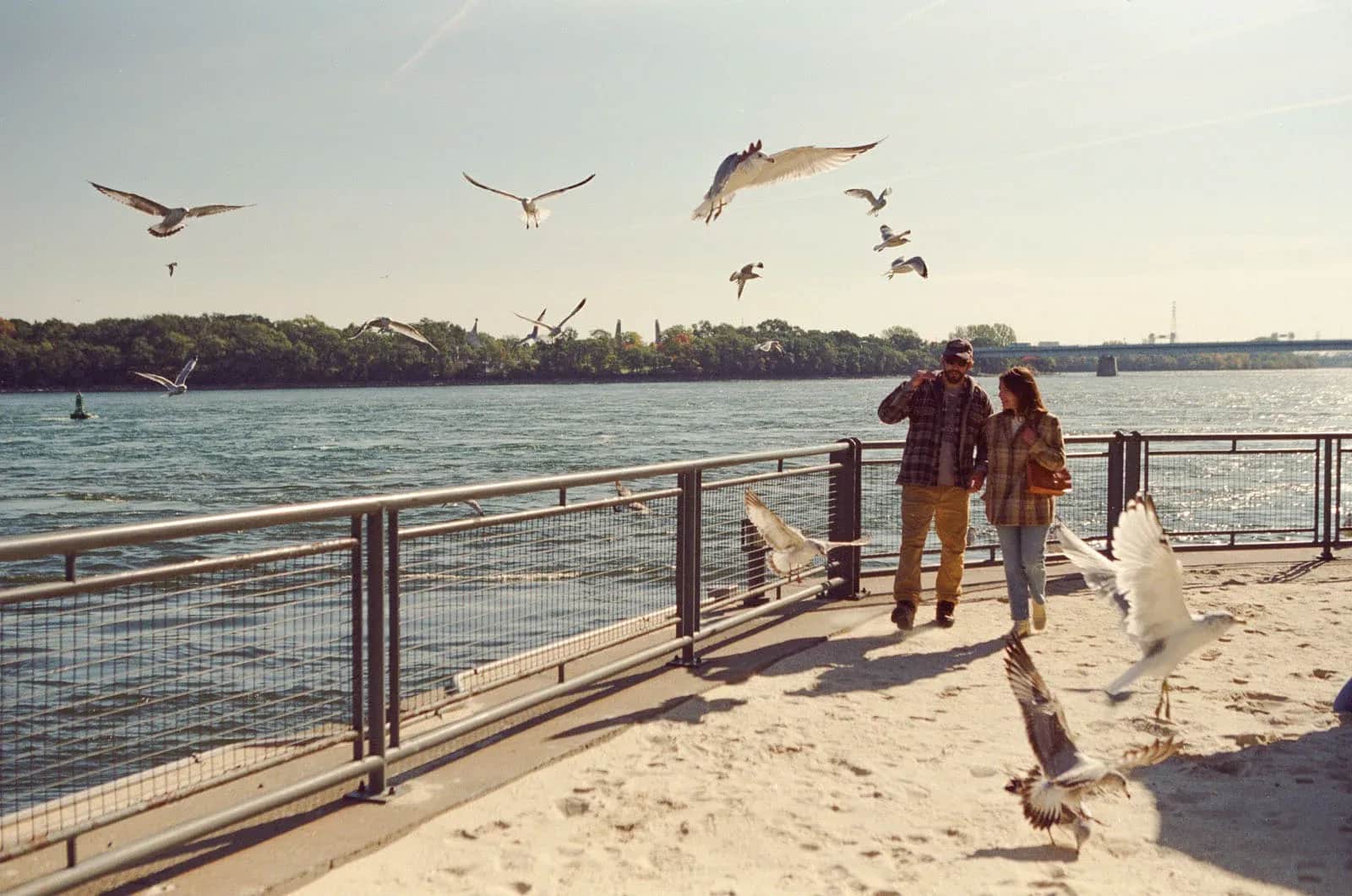 Un couple marche sur une promenade au bord de l’eau, entouré de mouettes en vol