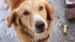 Chien au pelage doré regardant l’objectif, devant un mur gris