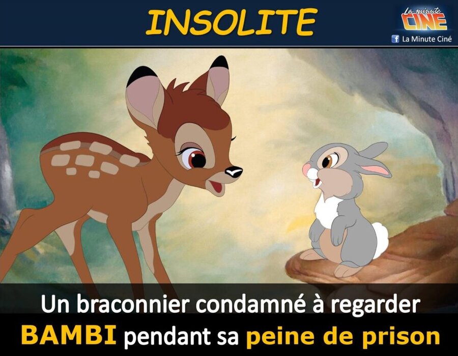 INSOLITE – Bambi